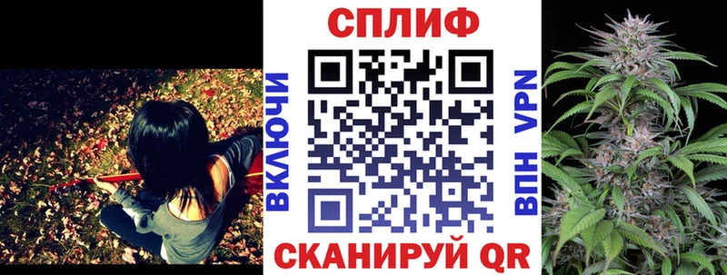 Конопля сатива  Алагир 